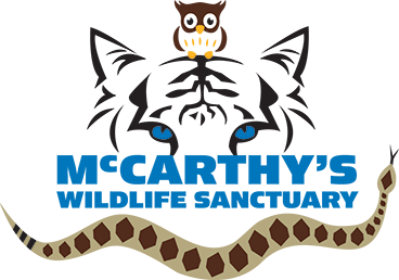 Mccarthys Wildlife Sancturary