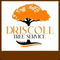 Construction Professional Driscoll Tree Service in Snellville 